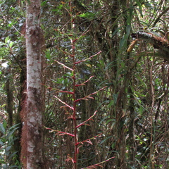 Tillandsia tovarensis