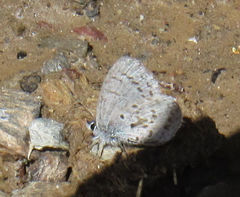 Celastrina asheri