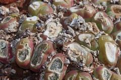 Gibbaeum nuciforme