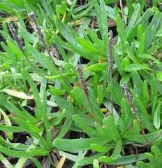 Plantago carnosa