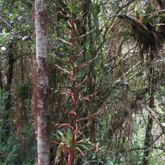 Tillandsia tovarensis