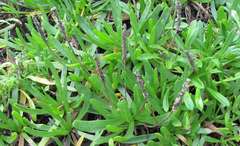 Plantago carnosa