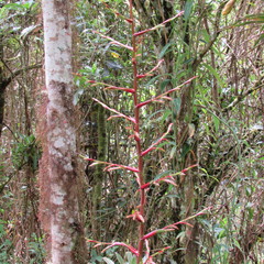 Tillandsia tovarensis