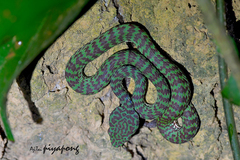 Trimeresurus venustus
