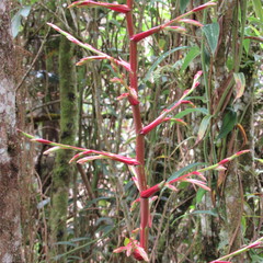 Tillandsia tovarensis