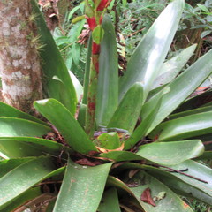Tillandsia tovarensis