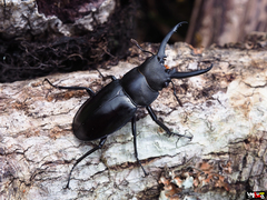 Hexarthrius vitalisi