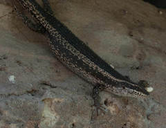 Trachylepis spilogaster
