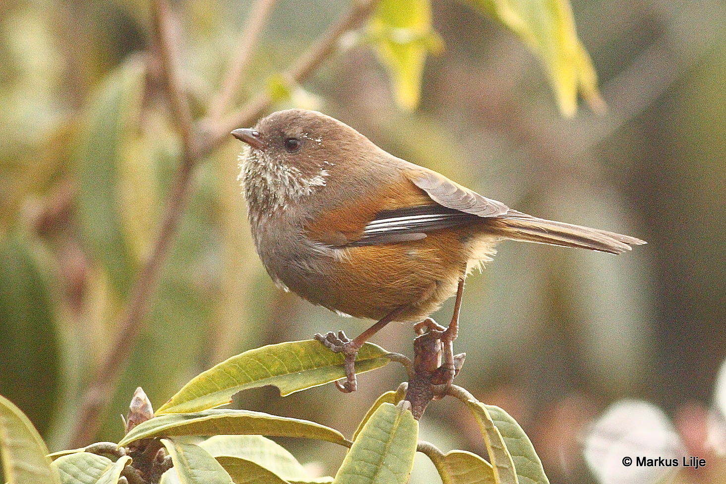 Brown-throated Fulvetta (Fulvetta ludlowi)