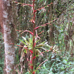 Tillandsia tovarensis