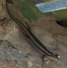 Trachylepis spilogaster
