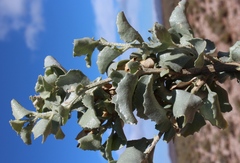 Atriplex nummularia nummularia