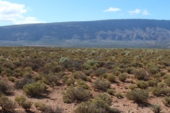 Atriplex nummularia nummularia