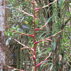 Tillandsia tovarensis