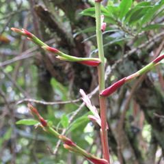 Tillandsia tovarensis