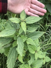 Urtica dioica sondenii