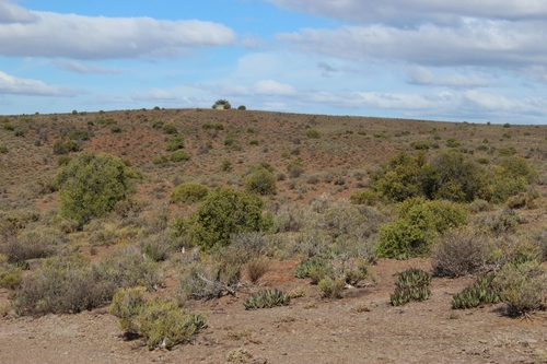 Cylindrophyllum comptonii, photograph 4