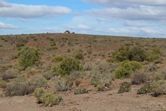 Cylindrophyllum comptonii
