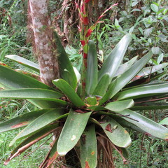 Tillandsia tovarensis