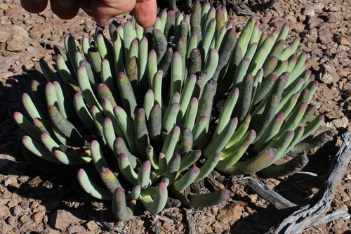 Cylindrophyllum comptonii, photograph 5