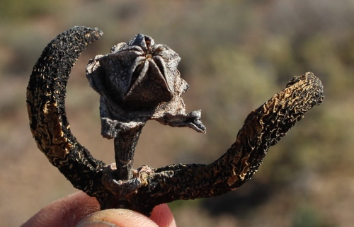 Cylindrophyllum comptonii, photograph 6
