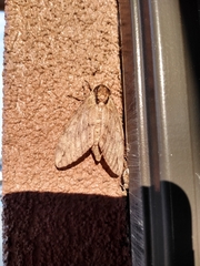 Ceratomia catalpae