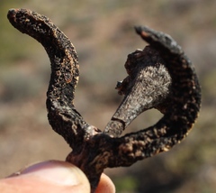 Cylindrophyllum comptonii