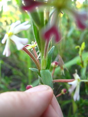 Zaluzianskya elongata