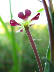 Zaluzianskya elongata