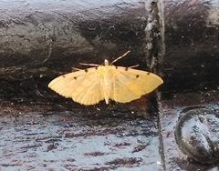 Phaedropsis