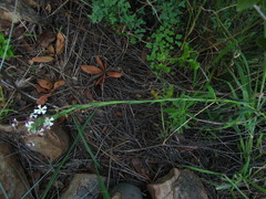 Zaluzianskya elongata