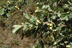 Crataegus taurica
