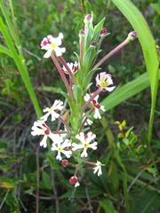 Zaluzianskya elongata