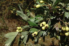 Crataegus taurica