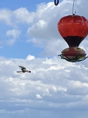 Cynanthus latirostris