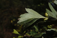 Crataegus taurica