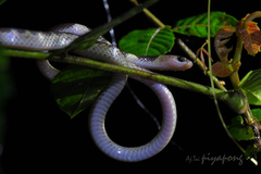 Lycodon subannulatus