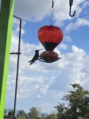 Cynanthus latirostris