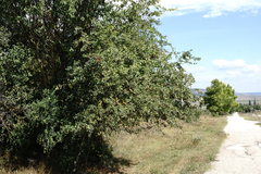 Crataegus taurica