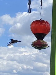 Cynanthus latirostris