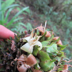 Guzmania triangularis