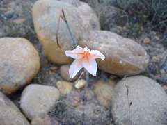 Cyrtanthus leptosiphon