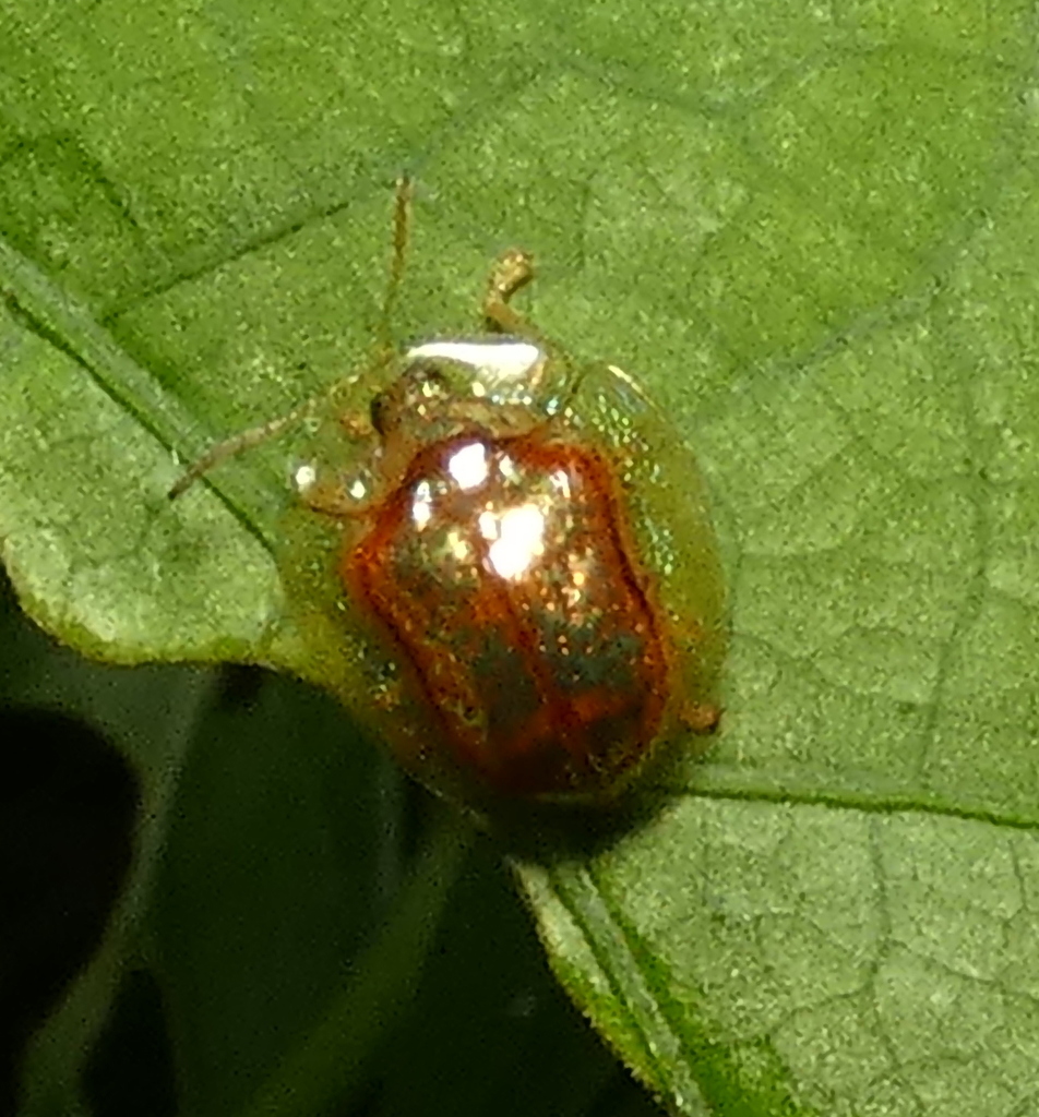 Microctenochira quadrata