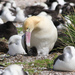 Albatros Rabón - Photo 
Leary, Pete, sin restricciones conocidas de derechos (dominio público)