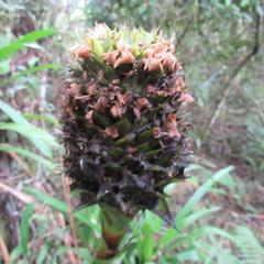 Guzmania triangularis