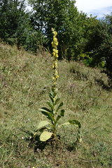 Verbascum ovalifolium