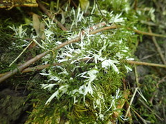 Perenniporia bostonensis