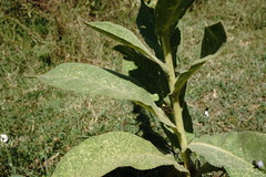 Verbascum ovalifolium