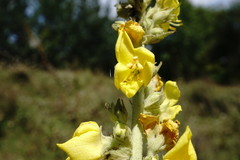 Verbascum ovalifolium
