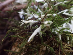 Perenniporia bostonensis
